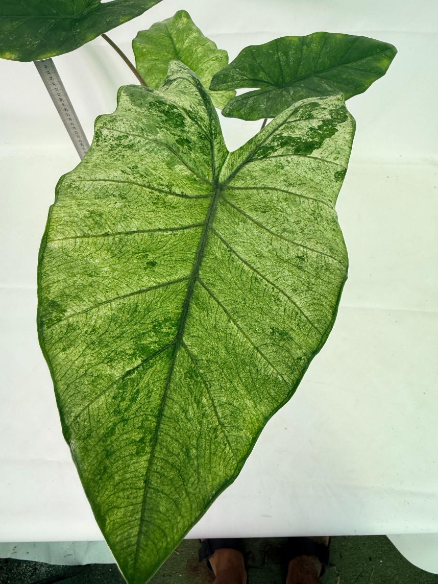 Alocasia Macrorrhiza Variegata