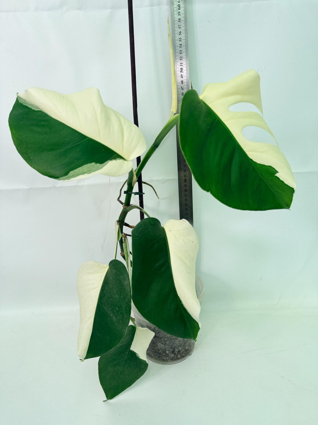 Monstera  Albo Variegata HALF MOON