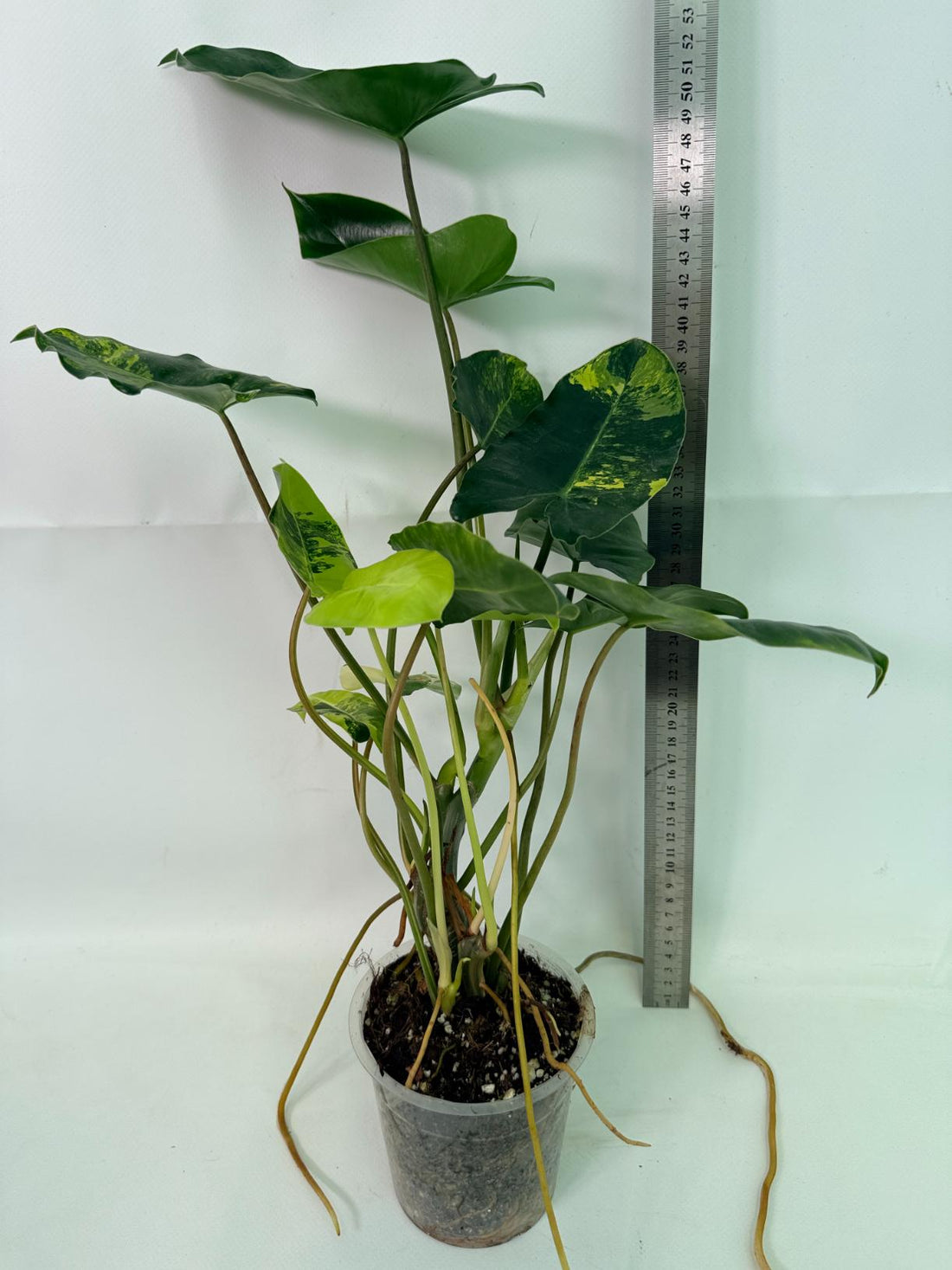 Philodendron Burle Marx Variegata