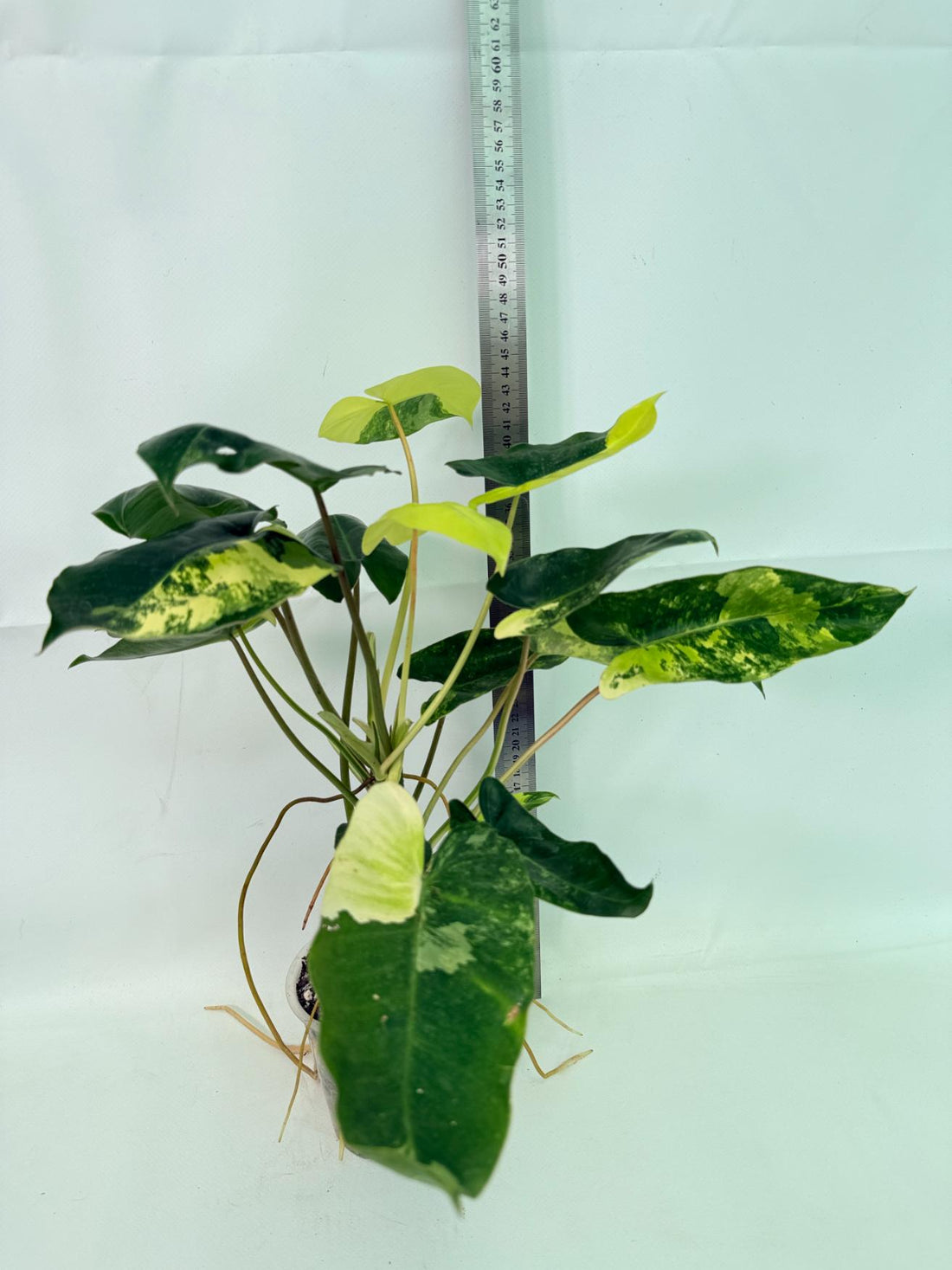 Philodendron Burle Marx Variegata